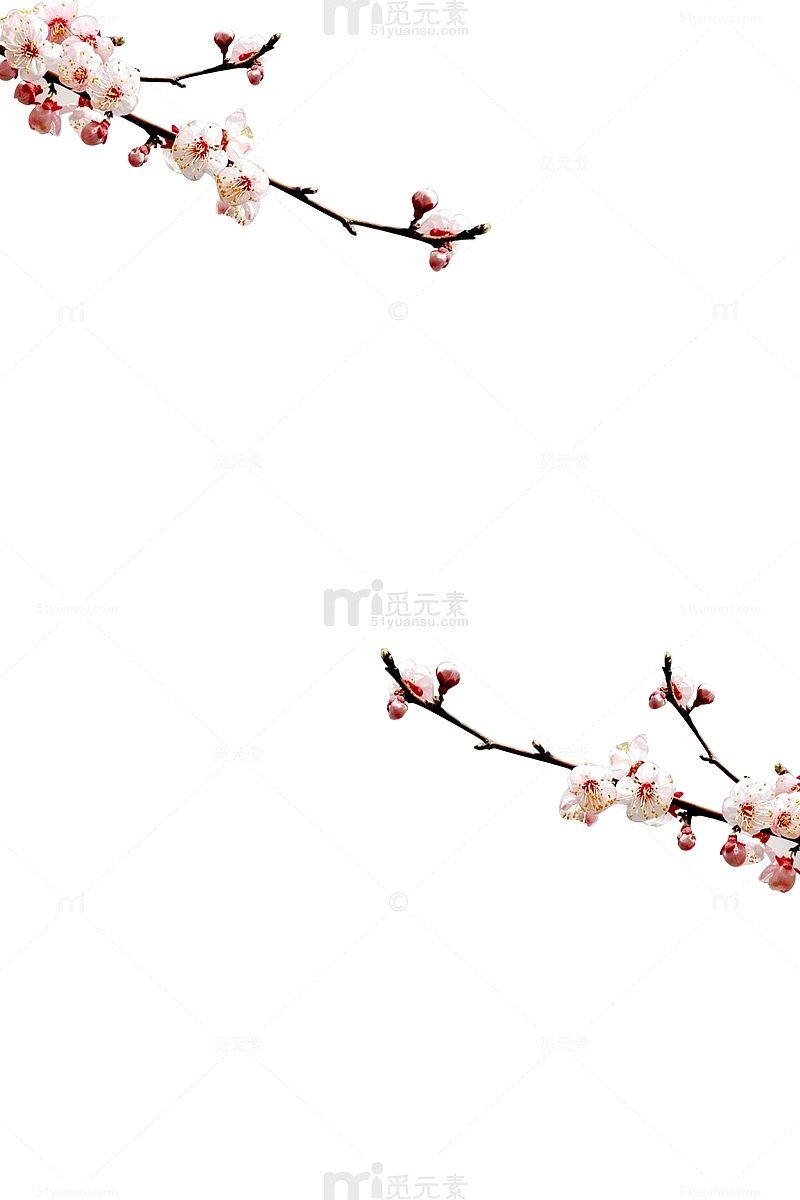 古风梅花树枝花苞
