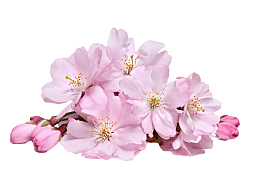 春日桃花免抠图