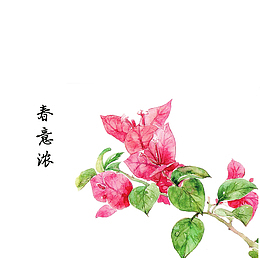 春意浓 三角梅