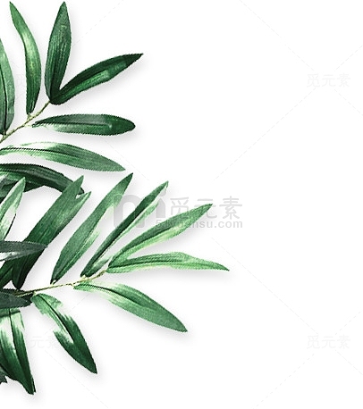 绿色装饰植物树叶png