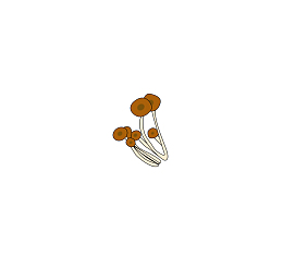 卡通手绘茶树菇