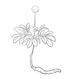 手绘冬虫夏草线稿