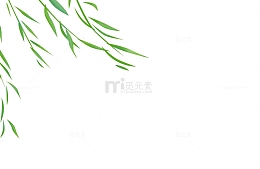 柳树随风飘摇