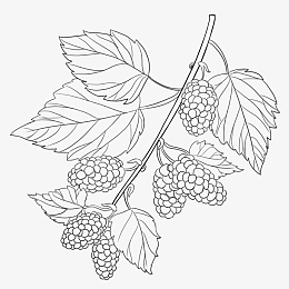 桑叶绿色桑叶素材