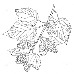 手绘桑树叶子