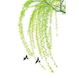 春季的垂柳绿色