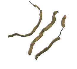 中药巴戟天药材