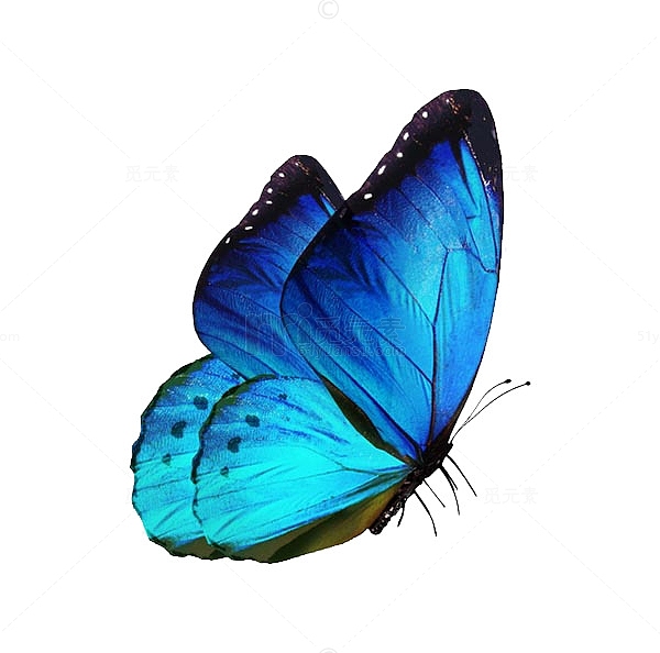一只美丽的蓝色蝴蝶