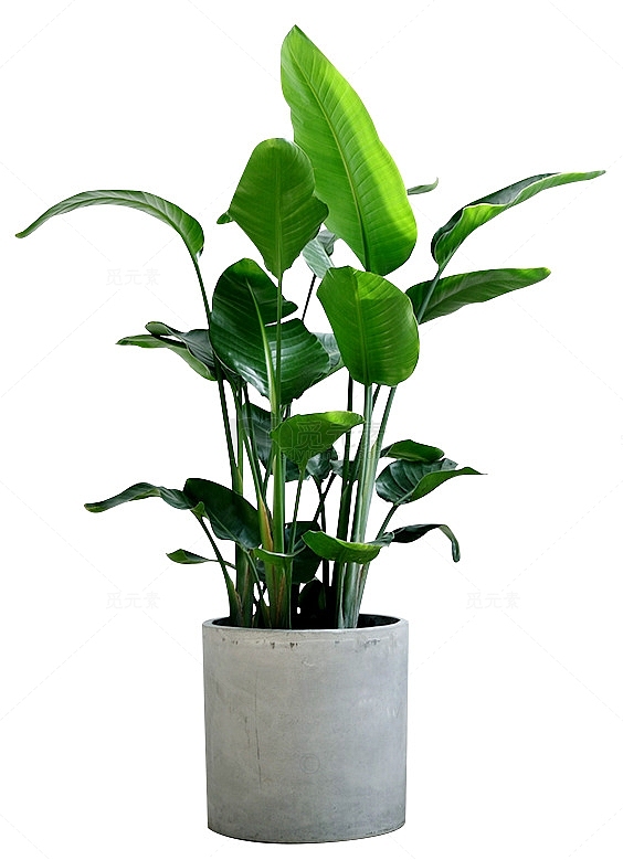 绿植植物室内装饰盆栽