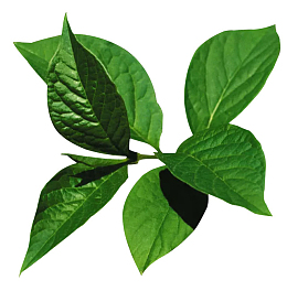 绿油油的叶片