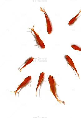 于水中的鲤鱼群