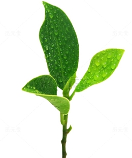 沾着露水的茶叶