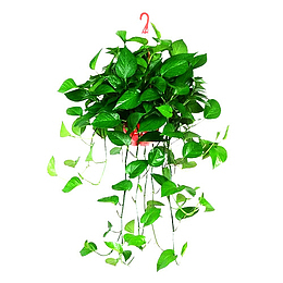 绿植绿萝吊景盆栽