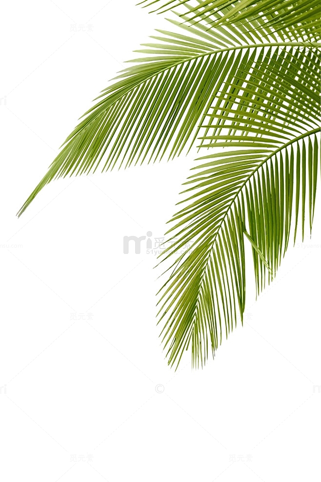 绿色椰子树叶图片
