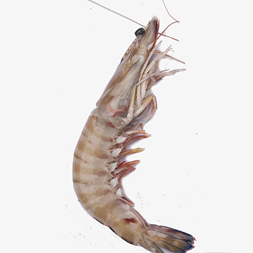 大虾,虾米,大龙虾,活虾