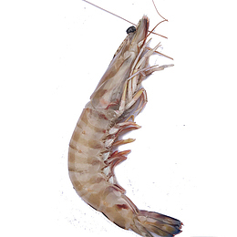 大虾，虾米，大龙虾，活虾