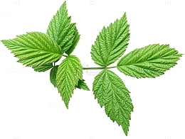 薄荷覆盆子叶子免扣