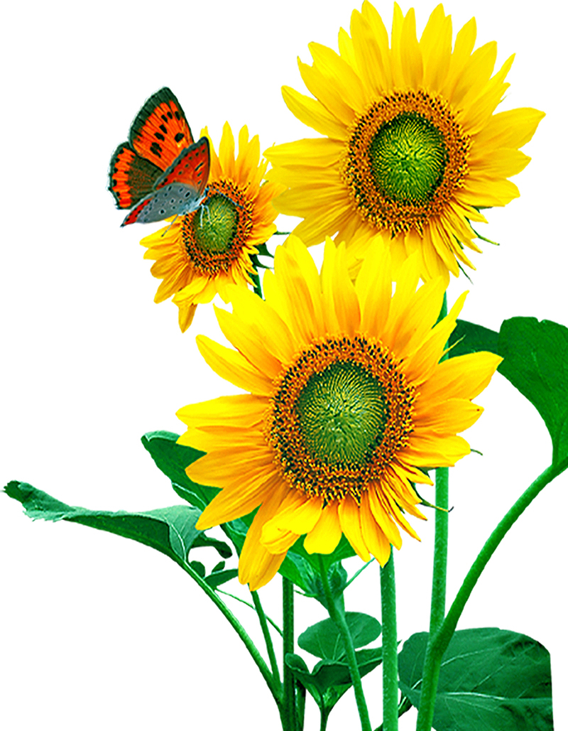 蝴蝶和向日葵