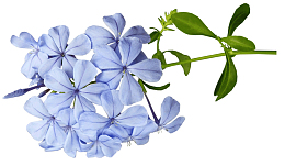 蓝色鲜花蓝花丹免扣
