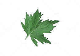艾草叶子艾元素