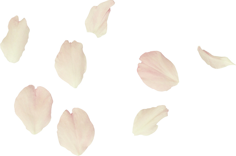 粉白色的花瓣
