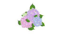 五月浅夏的绣球花，免扣素材