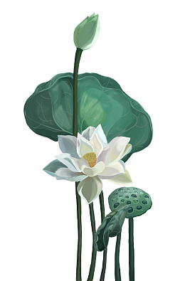 手绘莲花莲花