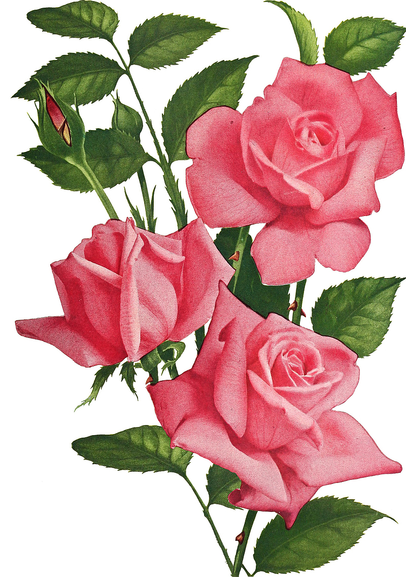 粉色蔷薇玫瑰免扣