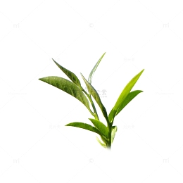 茶 茶叶 叶子 乌龙茶