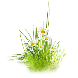花草  花  绿植 雏菊