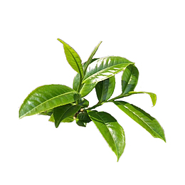 茶业素材海报