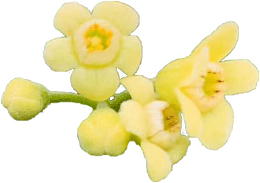 沉香树沉香花