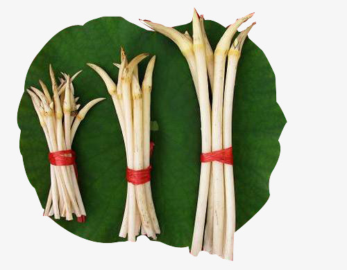 新鲜夏季的藕尖