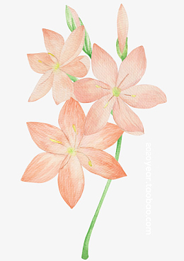 手绘水仙花矢量图素材免费下载_觅元素