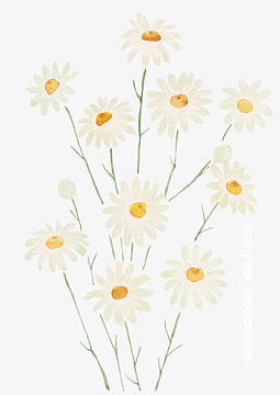 花草 小雏菊 菊花 手绘 花朵