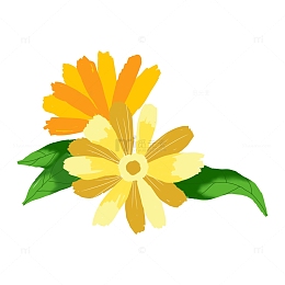 花花草草 雏菊 菊花 手绘 花朵