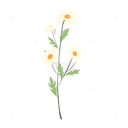 花花草草 小雏菊 菊花 手绘 花朵