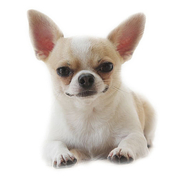 吉娃娃萌犬小狗