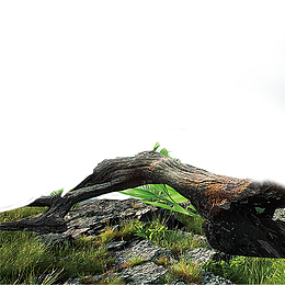 老树枯枝枯树干