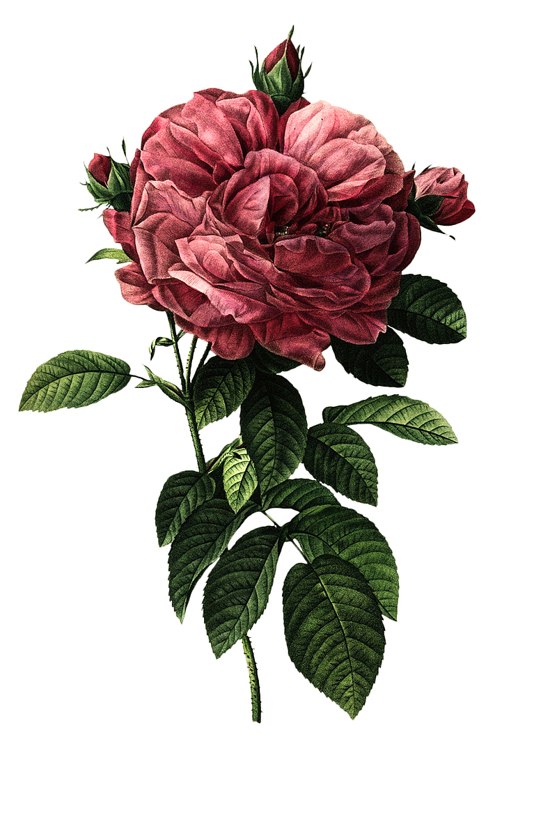 油画质感古典花卉花纹海报PNG 10