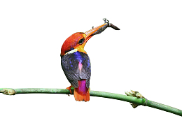 小鸟吃虫子的鸟