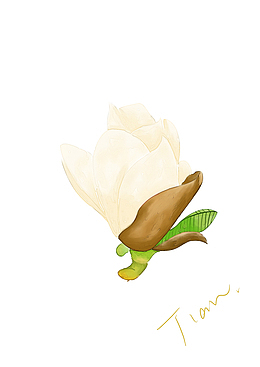 水彩淡黄玉兰花