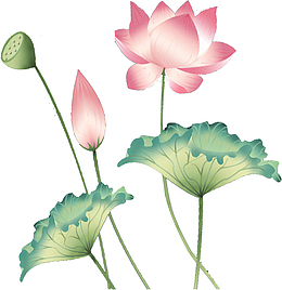 大暑唯美荷花手绘