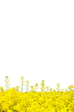 油菜花田园PNG素材