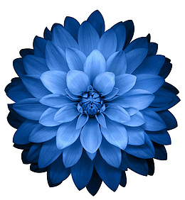 深蓝色背景大丽花