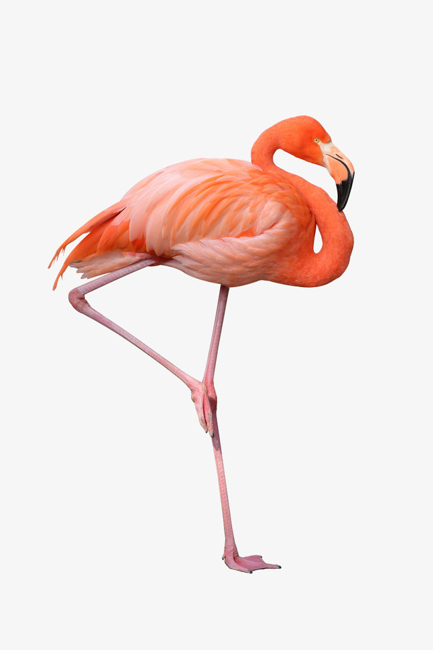 火烈鸟png动物素材