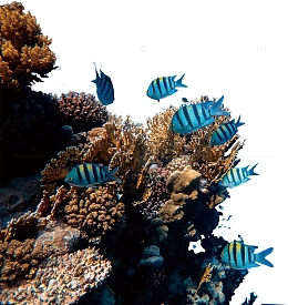 珊瑚礁 鱼 海洋 海底 海底世界