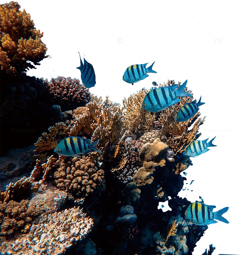 珊瑚礁 鱼 海洋 海底 海底世界