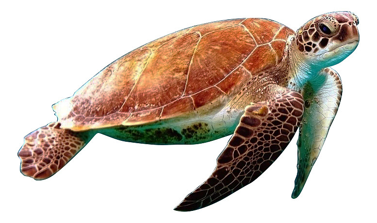 乌龟 海龟 游泳龟