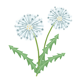 蒲公植物花卉欣赏